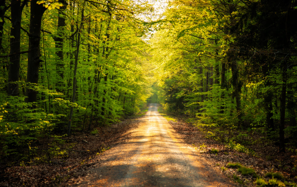 Forest path GoAesthetic Engagement für das Klima